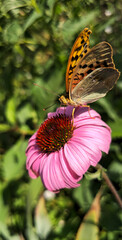 a butterfly on a flower with the number 8 on it