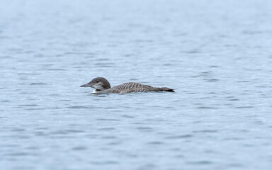 A Young Loon on a Wilderness Lake
