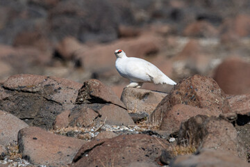 Rock Ptarmigan