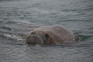 Walrus