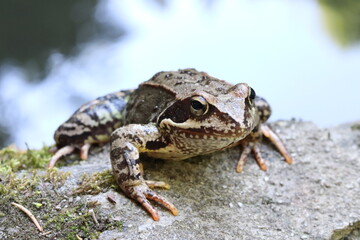 frog on the ground