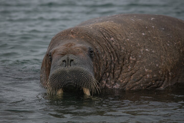 Walrus