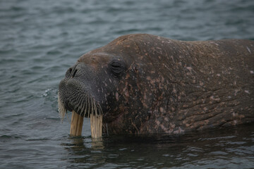 Walrus