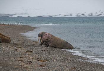 Walrus