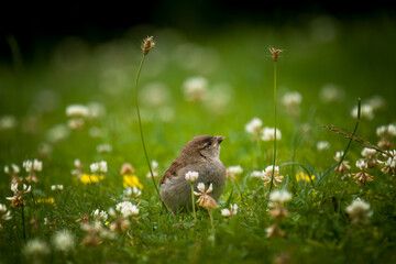a young sparrow sitting on the green lawn with white clover blossoms