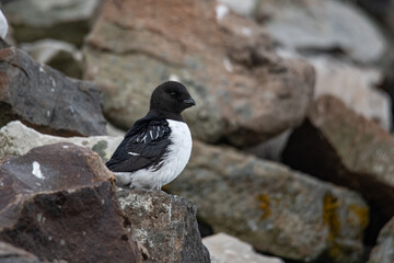 Little Oak or Dovekie