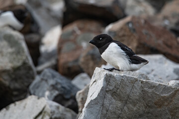 Little Oak or Dovekie