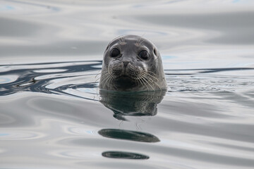 Seal