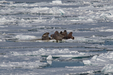 Walrus in the Arctic