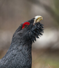 CApercaillie