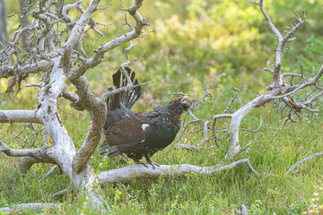 CApercaillie