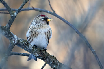 Common redpoll