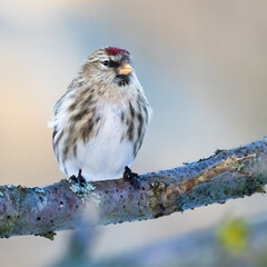 Common redpoll