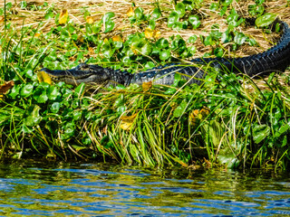 Alligator sunning itself in a swamp
