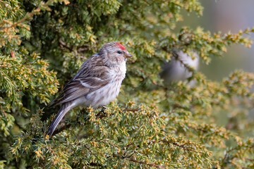Common redpoll