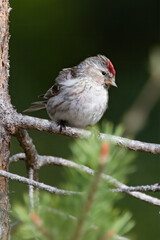 Obraz premium Common redpoll