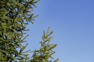 Branches of a spruce tree against the bright blue sky