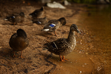 Duck and ducklings at a sandy beach.