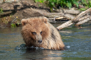 Brown bear hunting for salmon