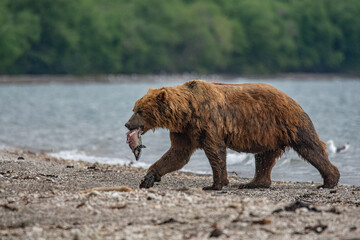 Brown bear hunting for salmon