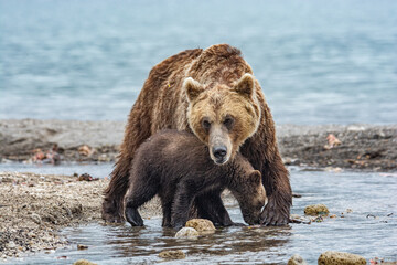 Obraz premium Brown bear hunting for salmon