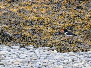 Eurasian oystercatcher on black sand beach in Djúpivogur, Iceland