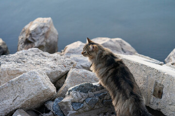 A fluffy brown cat with green eyes perched on large rocks by the water, looking intently ahead. The calm blue water serves as a serene backdrop.