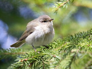 Common Chiffchaff