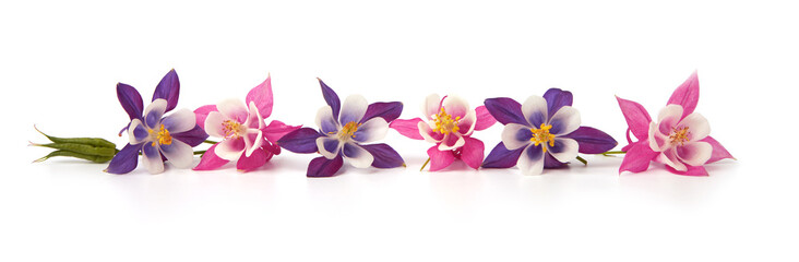 Inflorescences of pink and blue aquilegia on one line on white background as an element of plant decoration. Copy space.