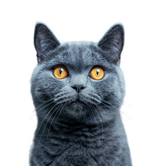a cat with orange eyes and yellow eyes on isolated transparent background
