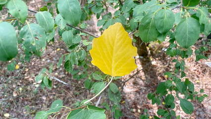 One yellow leaf on a branch against