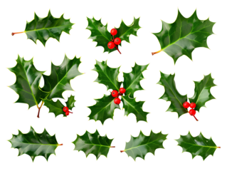 Collection of holly leaves with red berries isolated on transparent background, png