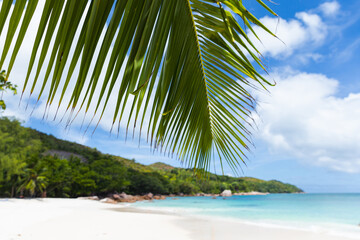 Naklejka premium Coastal tropical landscape with coconut palm tree branch and white sand