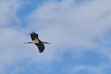 Black Stork