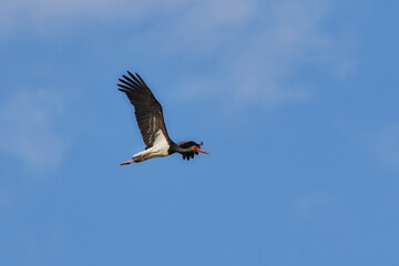 Black Stork