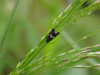 The clover seed moth (Grapholita compositella) on a blade of grass