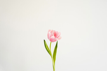 Fototapeta premium Elegant close-up of a pink tulip, showcasing delicate petals and subtle green leaves against a light backdrop. The soft pastel tones and minimalist floral composition