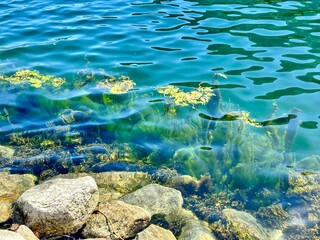 A tranquil scene of a calm waterfront with algae and stones under clear blue water