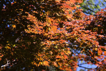Japanese Maple Tree in a Garden