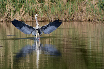Grey Heron