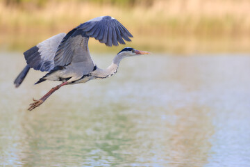 Grey Heron