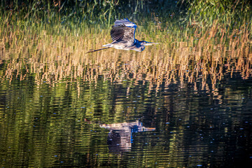 great heron in flight