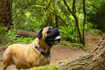 2024-06-22 A SIDE SHOT OF A LARGE FAWN COLORED BULLMASTIFF LOOKIN GUP WOTH A HALF OPEN MOUTH AND BRIGHT EYES WITH A FOREST BACKGROUND ONMERCER ISLAND WASHINGTON