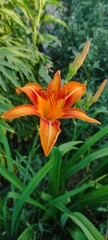 Obraz premium Orange lily in the garden