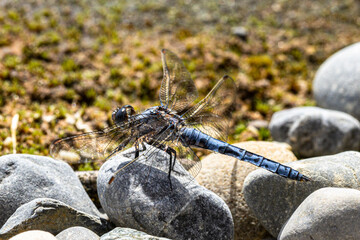 Südlicher Blaupfeil (Orthetrum brunneum) sitzt auf Steinen