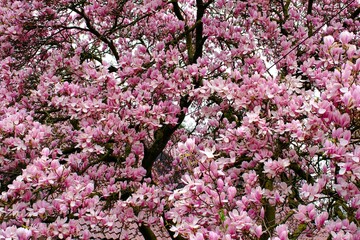 Makro einer schönen Blüten vor unscharfem Hintergrund