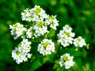 Makro einer schönen Blüten vor unscharfem Hintergrund
