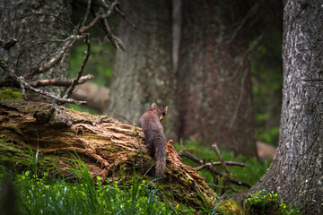 Fototapety na wymiar - Fototapeta24.pl