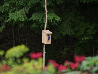 Blue Bird House