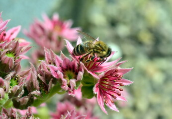 Biene auf einem Spinnweb-Hauswurz